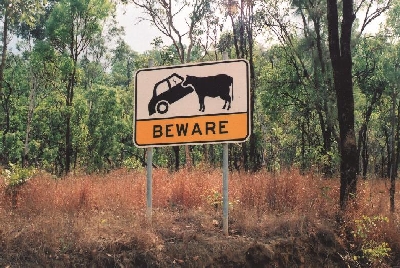 -cow Web size.jpg